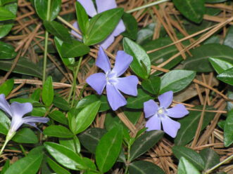 : Close-up of periwinkle (V. minor) flowers blooming in early spring with glossy evergreen foliage.
