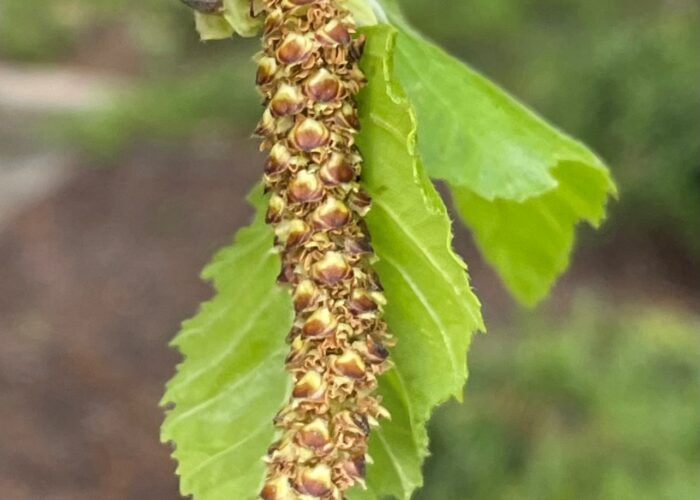 Close-up of reddish-green male catkins hanging from river birch branches.