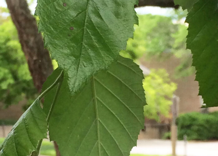 Close-up of river birch leaves with doubly serrated margins and triangular-ovate shape.