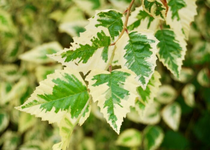 Close-up of Shiloh Splash river birch foliage showing green leaves with creamy-white variegated margins.