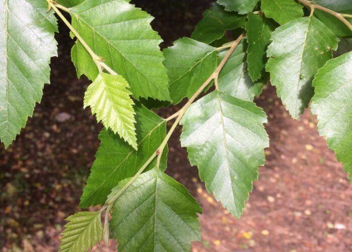 Compact Fox Valley® dwarf river birch with medium-green foliage and exfoliating bark in a landscape setting.