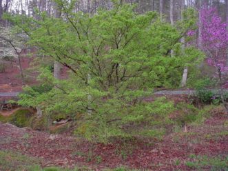 Cornus mas flowering and leafing out as the native dogwood and eastern redbuds are in bloom. Paul Thompson, ©2021, Clemson Extension