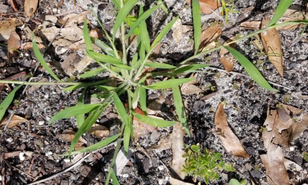 Weeds can be a Scourge in Your Home Lawn