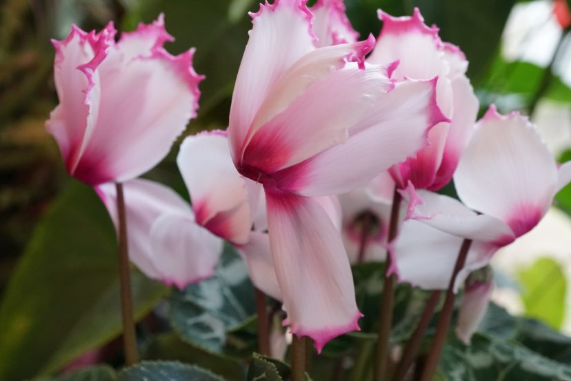 Cyclamens are relatively easy to grow as long as they are not overwatered or kept too warm. Barbara H. Smith, ©2021 HGIC, Clemson University