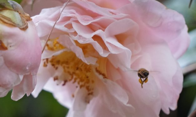Honey Bee Pollen Timing Chart