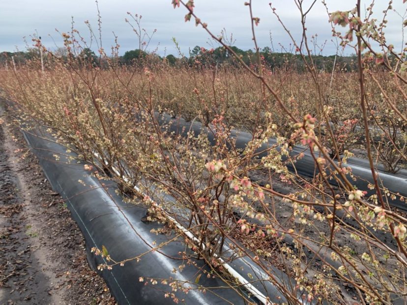 Early varieties of highbush blueberries are in bloom right now. Zack Snipes, ©2021, Clemson Extension