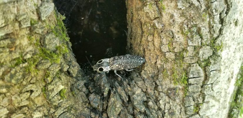 Eyed click beetle, Alaus oculatus (Coleoptera: Elateridae)Millie Davenport, ©2020, Clemson Extension 