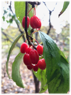 Flowers are followed by grape-sized, bright-red fruits with a single large seed ripening in late summer to early fall. Image credit: Greg Paige, Bartlett
