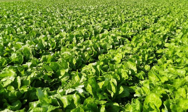 SC Fruit & Vegetable Field Report – February 15, 2021