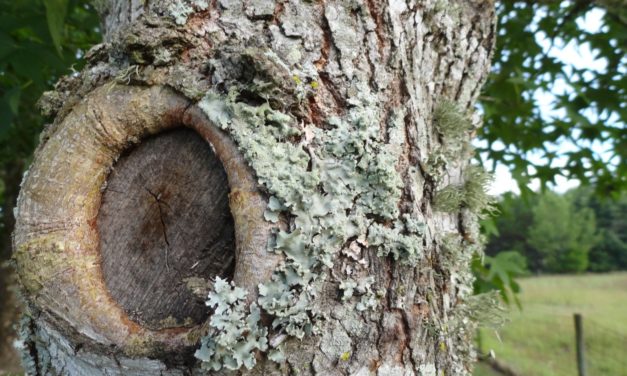 Gardening Myths: Lichens Kill Trees