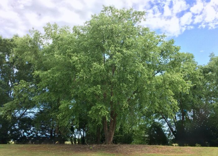 Mature multi-trunked river birch tree with a rounded, irregular crown growing in a landscape.