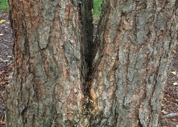 Mature river birch trunk with dark scaly bark and exfoliating texture.