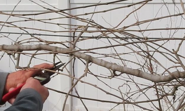 Pruning Muscadine Grapes