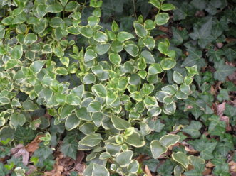 New spring growth of variegated large periwinkle (V. major) showing green-and-cream leaves.