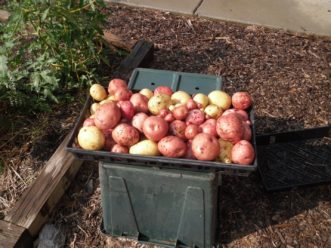 Potatoes harvested from two containers. Paul Thompson, ©2021, Clemson Extension