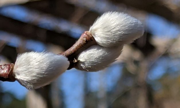 February Week 2 Garden Photos