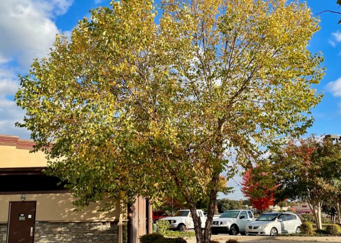 River birch tree displaying butter-yellow fall foliage in autumn.