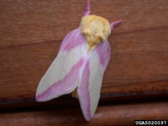 Rosy maple moth adults are often a bright yellow and pink color and have a very fuzzy appearance. Photo Credit: Pennsylvania Department of Conservation and Natural Resources- Forestry, Bugwood.org