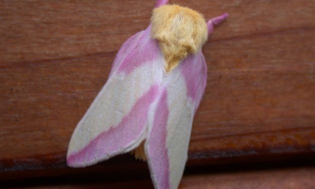 Rosy Maple Moth (Dryocampa rubicunda)