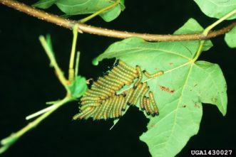 Rosy maple moth larvae feeding gregariously. Photo Credit: Lacy L. Hyche, Auburn University, Bugwood.org
