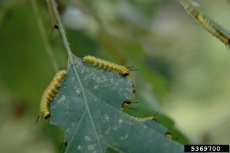 Rosy maple moth larvae feeding. Photo Credit: Brian Kunkel, University of Delaware, Bugwood.org