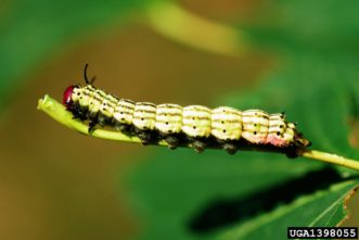 Rosy maple moth larvae have black stripes along their bodies and two black “horns” above their heads. Photo Credit: Steven Katovich, Bugwood.org
