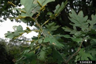 Rosy maple moth larvae will occasionally feed on oak trees, but maples are the preferred host. Photo Credit: Brian Kunkel, University of Delaware, Bugwood.org