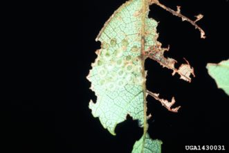 Rosy maple moths lay eggs in clusters on the undersides of leaves. These can be wiped off with your finger to prevent the larvae from feeding on your tree. Photo Credit: Lacy L. Hyche, Auburn University, Bugwood.org