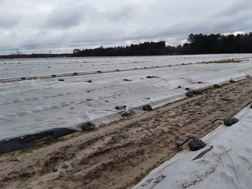 Row covers on a strawberry field protect the blooms from late winter/early spring cold. Justin Ballew. ©2021, Clemson Extension