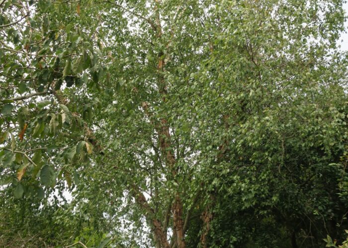 Semi-dwarf Tecumseh Compact® river birch with arching branches and peeling bark.