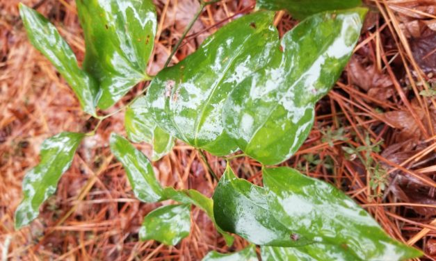 Weed of the Month: Smilax (Greenbrier)