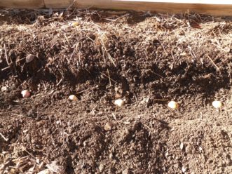 Space potatoes 8 to 10 inches apart. Paul Thompson, ©2021, Clemson Extension