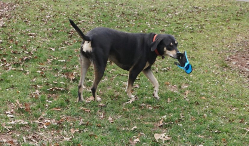 Stella loves to “steal” my gardening gloves any chance she can. Barbara H. Smith, ©2021 HGIC, Clemson University 