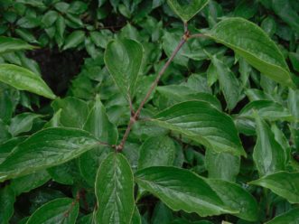 The deciduous leaves are glossy, and the growth habit is dense. Paul Thompson, ©2021, Clemson Extension