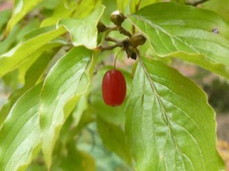 The fruit is about one inch long. Paul Thompson, ©2021, Clemson Extension