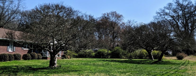 These mature crape myrtles, one to the left and two to the right, have never been pruned, allowing them to reach their stunningly beautiful natural form. N. Jordan Franklin, ©2021 HGIC, Clemson Extension