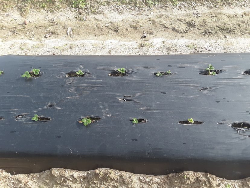 This picture was taken last Thursday (2/4). After 3 and a half months in the ground, these plants should be significantly larger, but the deer are wearing them out. A fence should have been used here. Photo from Justin Ballew. Busted feeding on strawberry leaves. Justin Ballew, ©2021, Clemson Extension