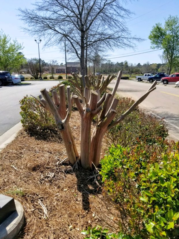 Topping crape myrtle is unnecessary and leads to unattractive and unhealthy plants. Vicky Bertagnolli ©2021 HGIC, Clemson Extension