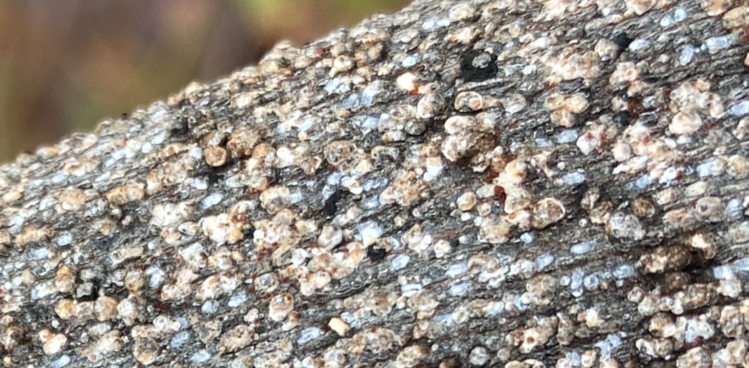 Up close view of scale on muscadine scaffolds. Andy Rollins, ©2021, Clemson Extension