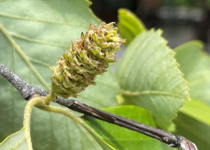Upright green female catkins emerging beside newly expanding river birch leaves in spring.