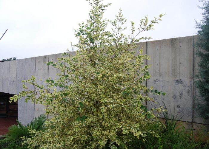 Variegated Shiloh Splash river birch with green-and-white foliage growing in a landscape border.