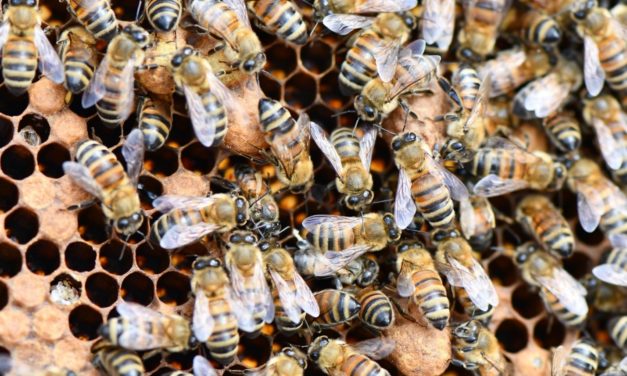 Africanized Honey Bees and South Carolina Apiculture