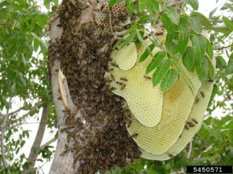Exposed honeycomb of a European honey bee colony extending beyond the cavity. Photo credit: Dennis Riggs, Denrig, Inc., Bugwood.org