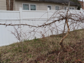 Left side of muscadine plant has been pruned, the right side has not. Paul Thompson, ©2021, Clemson Extension