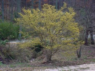 Cornelian cherry dogwood, Cornus mas in peak bloom, early March. Paul Thompson, ©2021, Clemson Extension
