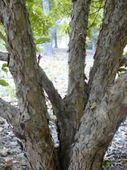 Exfoliating bark of the Cornelian cherry dogwood, Cornus mas. Paul Thompson, ©2021, Clemson Extension