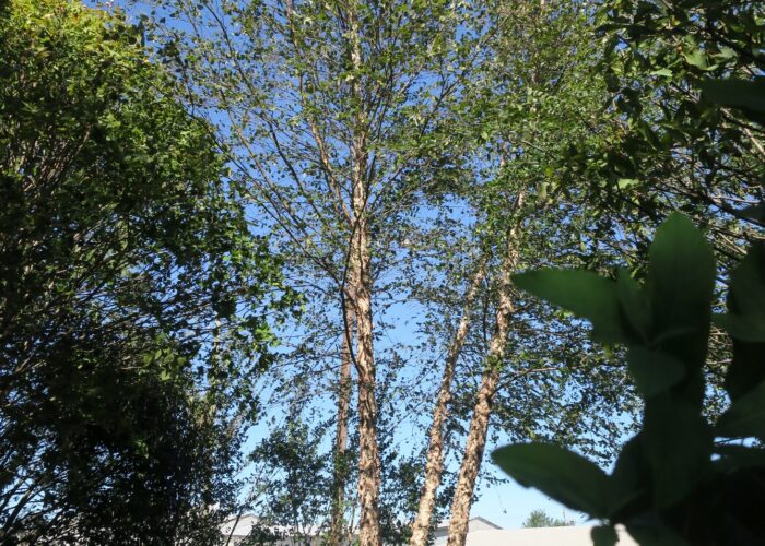 Young City Slicker® river birch with creamy-white exfoliating bark and upright crown.