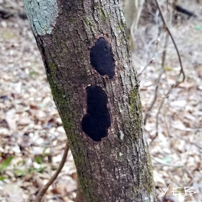 Biscogniauxia, (formerly Hypoxylon), Canker Vicky Bertagnolli, ©2021, Clemson Extension
