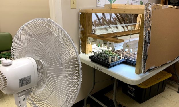 How to Build a Grow Light Setup to Grow Plants from Seeds