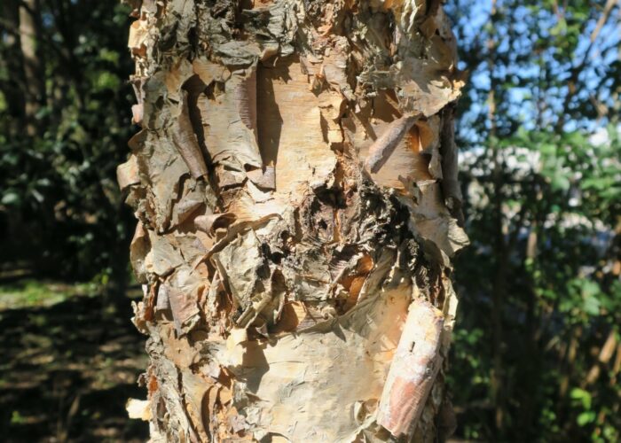 Young City Slicker® river birch with creamy-white exfoliating bark developing on young stems.